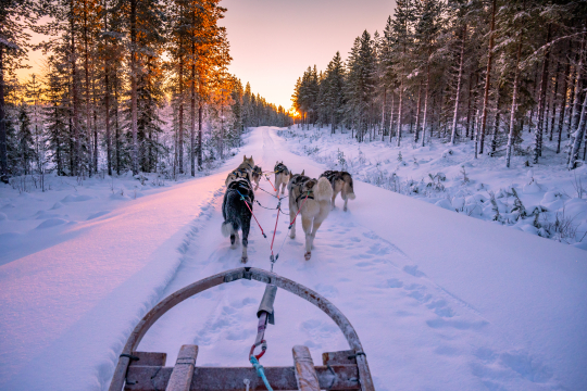 Schlittenhunde ziehen Schlitten im Sonnenuntergang